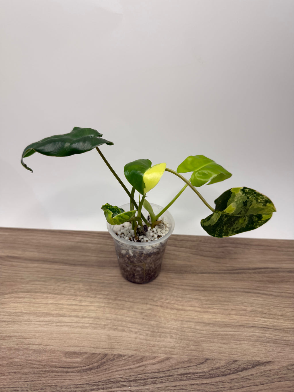 Philodendron Burl Marx Variegata