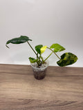 Philodendron Burl Marx Variegata